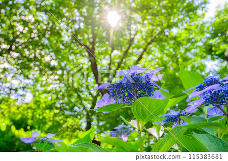 Purple hydrangea in full bloom Purple hydrangea in full bloom 115383681