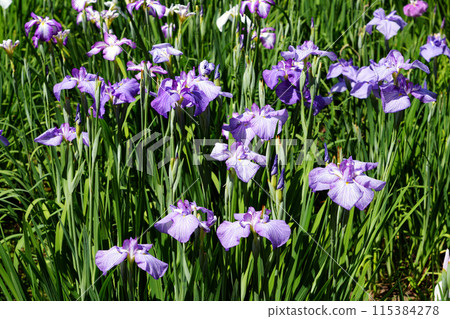 Iris fields in Koishikawa Korakuen 115384278