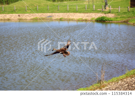 Musashino Forest Park Musashino Forest Park 115384314