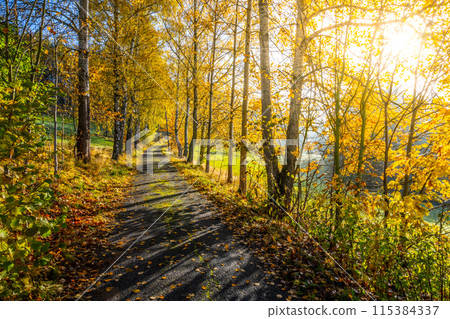 Narrow rural asphalt road in autumn time. Sunny autumnal weather. 115384337