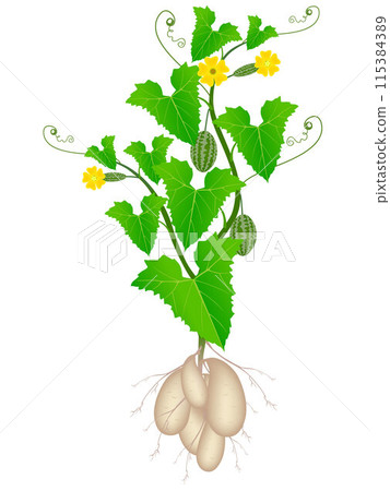 Melothria scabra aka cucamelon or mouse melon plant on a white background. 115384389