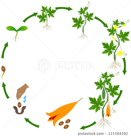 Life cycle of momordica charantia bitter melon plant on a white background. 115384392