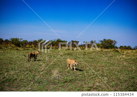 Kenyan Big Wild Cat Lion Lioness Cub King Of Jungle Mane Wildlife Animals Wild Maasai Mara National Reserve Park Narok County Great Rift Valley Kenya East Africa Landscapes Travel Safaris bush Wild Sa 115384434