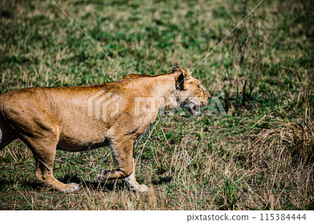 Kenyan Big Wild Cat Lion Lioness Cub King Of Jungle Mane Wildlife Animals Wild Maasai Mara National Reserve Park Narok County Great Rift Valley Kenya East Africa Landscapes Travel Safaris bush Wild Sa Kenyan Big Wild Cat Lion Lioness Cub King Of Jungle Mane Wildlife Animals Wild Maasai Mara National Reserve Park Narok County Great Rift Valley Kenya East Africa Landscapes Travel Safaris bush Wild Sa 115384444