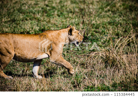 Kenyan Big Wild Cat Lion Lioness Cub King Of Jungle Mane Wildlife Animals Wild Maasai Mara National Reserve Park Narok County Great Rift Valley Kenya East Africa Landscapes Travel Safaris bush Wild Sa Kenyan Big Wild Cat Lion Lioness Cub King Of Jungle Mane Wildlife Animals Wild Maasai Mara National Reserve Park Narok County Great Rift Valley Kenya East Africa Landscapes Travel Safaris bush Wild Sa 115384445