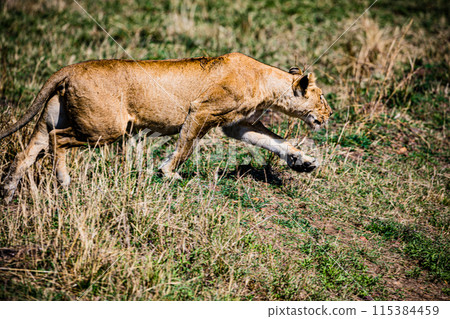 Kenyan Big Wild Cat Lion Lioness Cub King Of Jungle Mane Wildlife Animals Wild Maasai Mara National Reserve Park Narok County Great Rift Valley Kenya East Africa Landscapes Travel Safaris bush Wild Sa Kenyan Big Wild Cat Lion Lioness Cub King Of Jungle Mane Wildlife Animals Wild Maasai Mara National Reserve Park Narok County Great Rift Valley Kenya East Africa Landscapes Travel Safaris bush Wild Sa 115384459