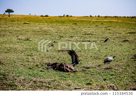 Kenyan Big Wild Cat Lion Lioness Cub King Of Jungle Mane Wildlife Animals Wild Maasai Mara National Reserve Park Narok County Great Rift Valley Kenya East Africa Landscapes Travel Safaris bush Wild Sa 115384530