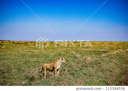Kenyan Big Wild Cat Lion Lioness Cub King Of Jungle Mane Wildlife Animals Wild Maasai Mara National Reserve Park Narok County Great Rift Valley Kenya East Africa Landscapes Travel Safaris bush Wild Sa Kenyan Big Wild Cat Lion Lioness Cub King Of Jungle Mane Wildlife Animals Wild Maasai Mara National Reserve Park Narok County Great Rift Valley Kenya East Africa Landscapes Travel Safaris bush Wild Sa 115384556