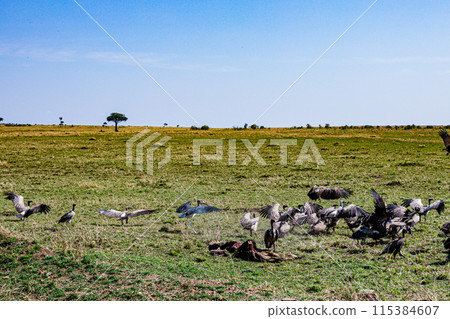Kenyan Big Wild Cat Lion Lioness Cub King Of Jungle Mane Wildlife Animals Wild Maasai Mara National Reserve Park Narok County Great Rift Valley Kenya East Africa Landscapes Travel Safaris bush Wild Sa 115384607