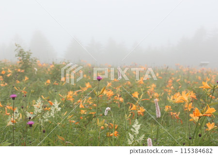 霧中的黃花菜和高山植物 115384682