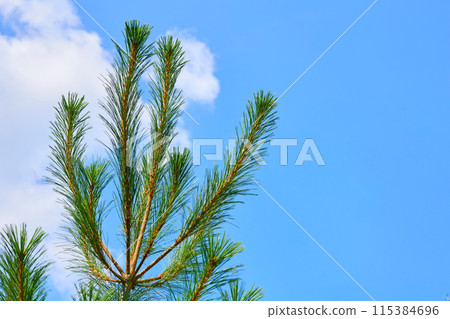 Blooming fresh pure cool young pine tree, blue sky Blooming fresh pure cool young pine tree, blue sky 115384696