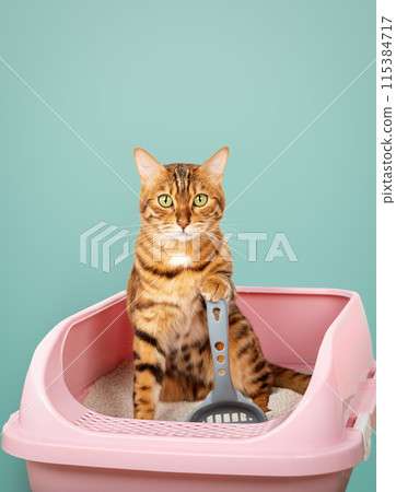 Bengal cat in the toilet. Training a cat to use the litter box. Bengal cat in the toilet. Training a cat to use the litter box. 115384717