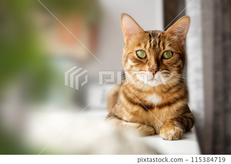 Bengal cat resting on the windowsill. Bengal cat resting on the windowsill. 115384719