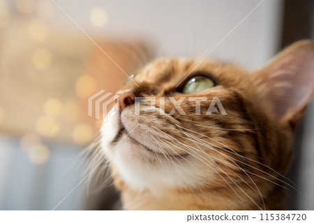 Close-up profile of a Bengal cat with green eyes Close-up profile of a Bengal cat with green eyes 115384720