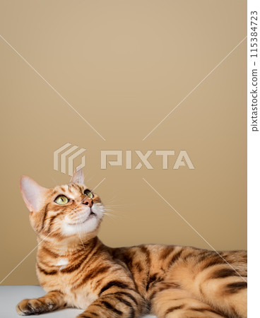 Funny cheerful cat looks up. Funny cheerful cat looks up. 115384723