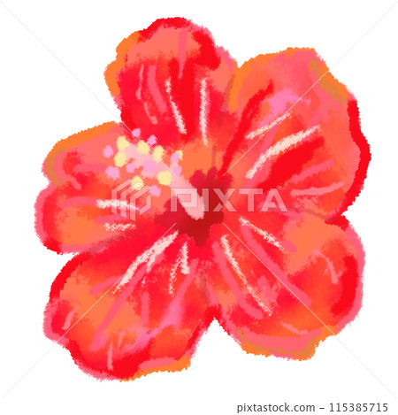 紅色木槿花 115385715