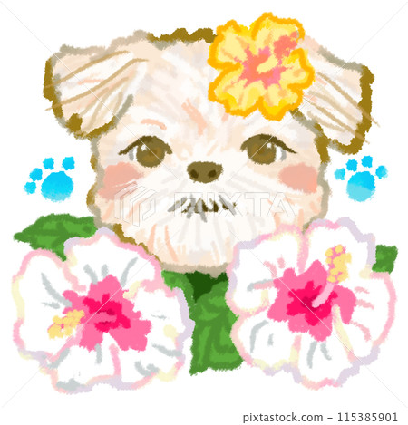 西施犬和白芙蓉花 115385901