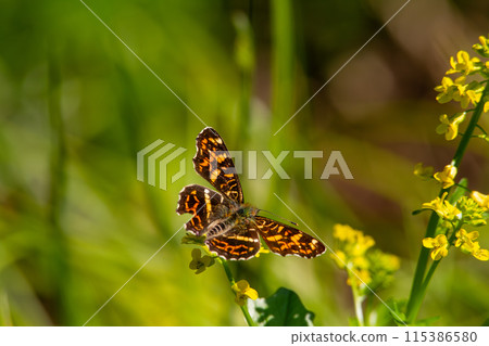 Sakahabo Hosho 115386580