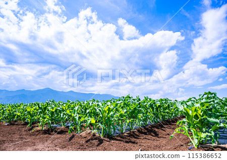Blue sky and corn field Blue sky and corn field 115386652
