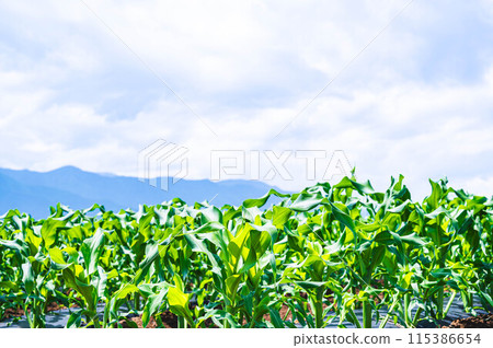 Vibrant corn field in early summer Vibrant corn field in early summer 115386654