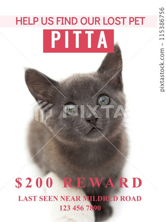 Composition of help us find our lost pet pitta text over cat on white background Composition of help us find our lost pet pitta text over cat on white background 115386756