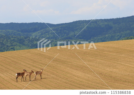 Ezo deer searching for food in the vast fields of Hokkaido Ezo deer searching for food in the vast fields of Hokkaido 115386838