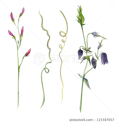 Hand drawn watercolor illustration botanical. Clematis cleome spider anemone lobelia impatiens jasmine, orange flower. Single object isolated on white. Design wedding, love cards, bride bouquet, shop Hand drawn watercolor illustration botanical. Clematis cleome spider anemone lobelia impatiens jasmine, orange flower. Single object isolated on white. Design wedding, love cards, bride bouquet, shop 115387057