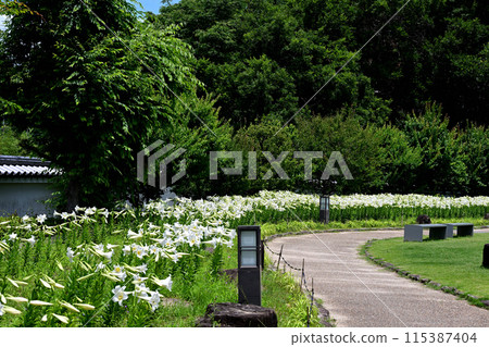 Ikeda Castle Park White Lily Scenery Ikeda Castle Park White Lily Scenery 115387404