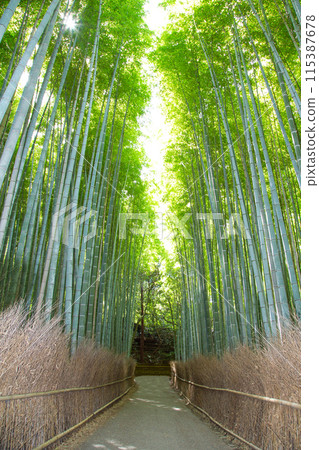 京都Sagano竹林道 115387678