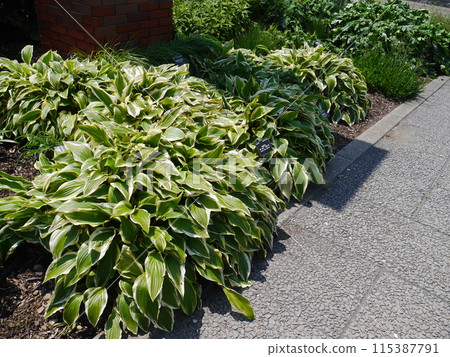 A beautiful garden with hostas 115387791