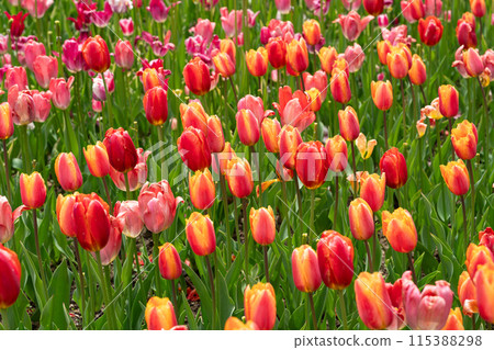 tulip garden blossom plant spring Tulip garden spring チューリップ tulip garden blossom plant spring Tulip garden spring チューリップ 115388298
