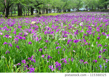 Japanese iris, Japanese iris 115388325