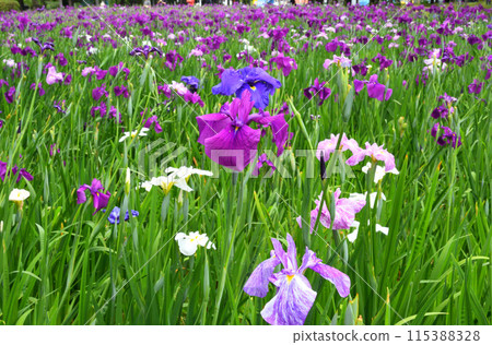 Japanese iris, Japanese iris Japanese iris, Japanese iris 115388328
