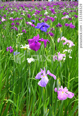 Japanese iris, Japanese iris Japanese iris, Japanese iris 115388329