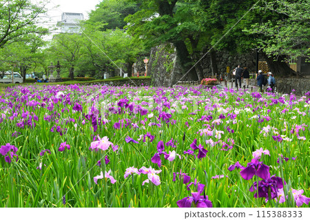 日本鳶尾、鳶尾 日本鳶尾、鳶尾 115388333