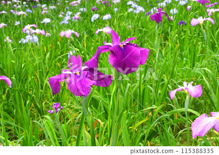 日本鳶尾、鳶尾 115388335