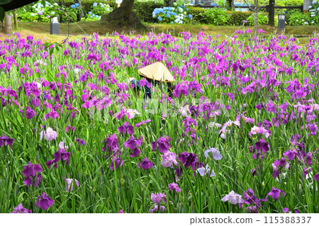 Japanese iris, Japanese iris Japanese iris, Japanese iris 115388337
