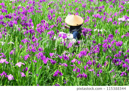 Japanese iris, Japanese iris Japanese iris, Japanese iris 115388344