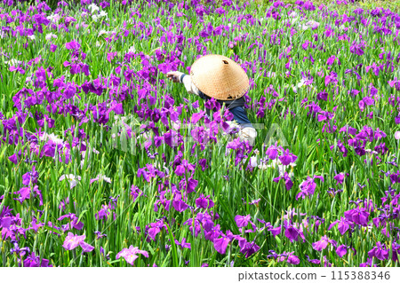 Japanese iris, Japanese iris 115388346