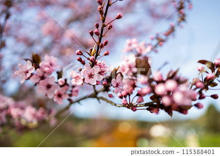 Spring pink tree flowers on blurred bokeh background Spring pink tree flowers on blurred bokeh background 115388401