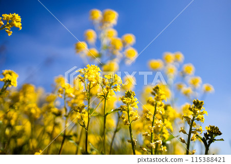 Canola plants on field with blue sky on background Canola plants on field with blue sky on background 115388421