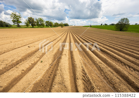 Plowed field with potato furrows and clouds on sky 115388422