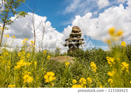 Canola plants on field with stones heap and clouds on blue sky on background Canola plants on field with stones heap and clouds on blue sky on background 115388425