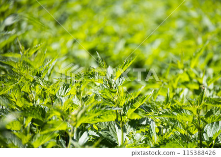 Fresh spring wilde nettles on field - nettle closeup 115388426