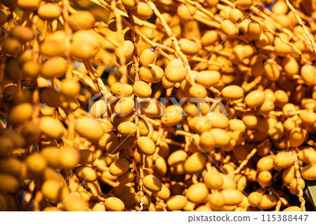 Jelly palm fruits detail on tree Jelly palm fruits detail on tree 115388447