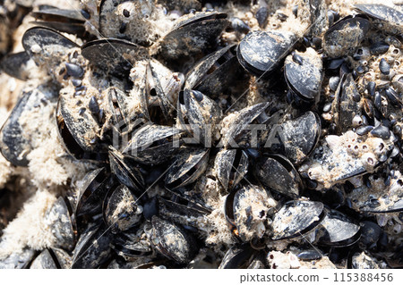 Blue mussels detail - sea life 115388456