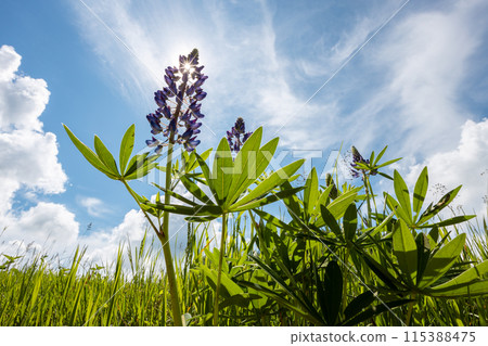Lupine flower on field with clouds on blue sky on background, wide angle view 115388475