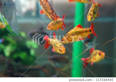 Fish flocking to the bait Fish flocking to the bait 115388485