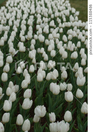 White tulip 115388486