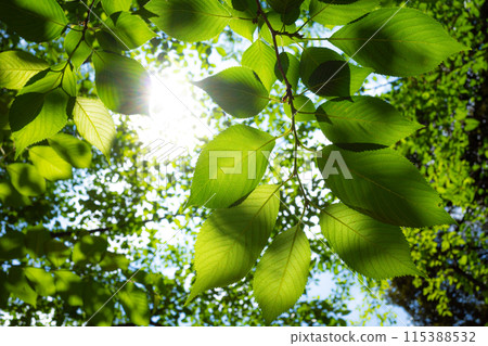 Light falling on the new green leaves of cherry blossoms, dark Light falling on the new green leaves of cherry blossoms, dark 115388532